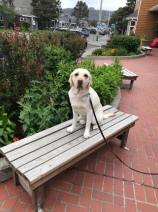 Illustration de l'article : Un Labrador devient un « super-héros » après avoir sauvé la vie d’un chien empoisonné 