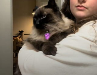 Illustration de l'article : Une chatte jugée "non adoptable" en raison de son comportement montre un tout autre visage auprès d'une femme ayant cru en elle (vidéo)