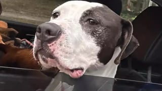 Illustration de l'article : En livrant un repas dans un refuge animalier, cet homme croise le regard de son âme-soeur canine et ne peut s’empêcher de l’adopter officiellement