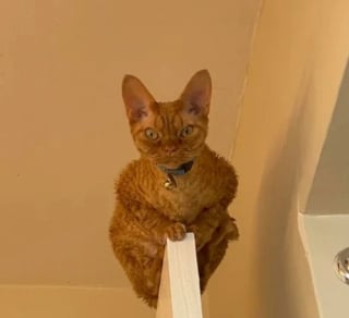 Illustration de l'article : 14 photos de chiens et de chats qui affichent des expressions faciales hilarantes