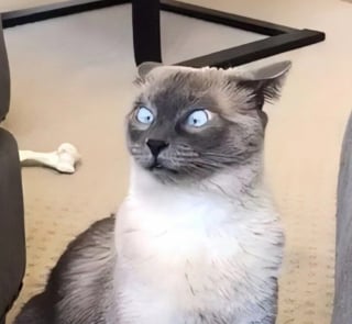 Illustration de l'article : 14 photos de chiens et de chats qui affichent des expressions faciales hilarantes