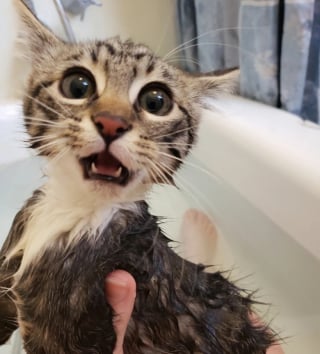 Illustration de l'article : 14 photos de chiens et de chats qui affichent des expressions faciales hilarantes
