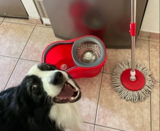 Illustration de l'article : 14 photos de chiens et de chats qui affichent des expressions faciales hilarantes