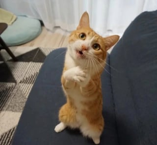 Illustration de l'article : 14 photos de chiens et de chats qui affichent des expressions faciales hilarantes
