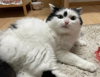 Illustration de l'article : 14 photos de chiens et de chats qui affichent des expressions faciales hilarantes