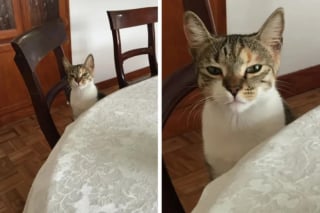 Illustration de l'article : 14 photos de chiens et de chats qui affichent des expressions faciales hilarantes