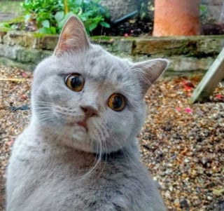 Illustration de l'article : 14 photos de chiens et de chats qui affichent des expressions faciales hilarantes