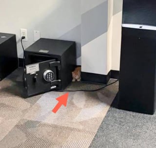 Illustration de l'article : Les employés d’une entreprise découvrent stupéfaits que 7 chatons ont élu domicile dans le plafond de leurs bureaux 