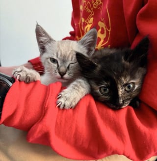 Illustration de l'article : Les employés d’une entreprise découvrent stupéfaits que 7 chatons ont élu domicile dans le plafond de leurs bureaux 