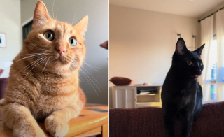 Illustration de l'article : Les petits cris qu'émet au réveil ce chat sourd récemment adopté sont d'adorables témoignages de son bonheur et de sa gratitude (vidéo)