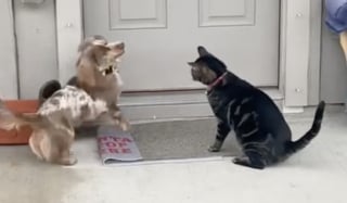 Illustration de l'article : Ayant grandi aux côtés d'un chat, cet adorable Teckel joueur se prend littéralement pour un félin (vidéo)