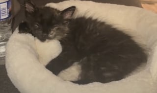 Illustration de l'article : Un chaton sans queue et au pelage hirsute que personne ne voulait adopter se révèle être une vraie boule d’énergie attachante (vidéo)