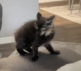 Illustration de l'article : Un chaton sans queue et au pelage hirsute que personne ne voulait adopter se révèle être une vraie boule d’énergie attachante (vidéo)