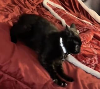 Illustration de l'article : Un chaton sans queue et au pelage hirsute que personne ne voulait adopter se révèle être une vraie boule d’énergie attachante (vidéo)