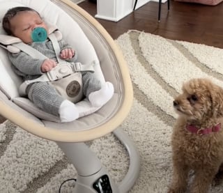 Illustration de l'article : Un Caniche nain devient la meilleure des nounous pour son petit frère humain (vidéo)