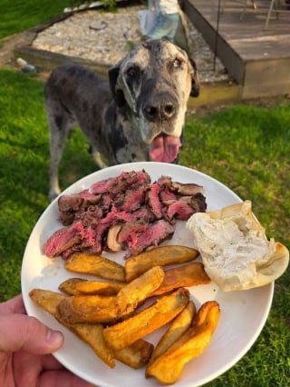 Illustration de l'article : Pour son dernier repas, un chien mourant reçoit un steak préparé avec amour par les employés d’un restaurant plein de compassion