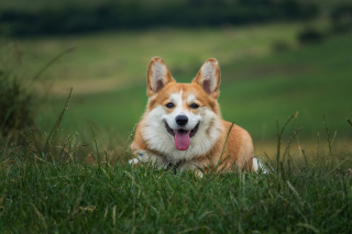 Illustration de l'article : 15 informations au sujet des chiens pour que vous les aimiez encore plus