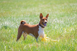 Illustration de l'article : 15 informations au sujet des chiens pour que vous les aimiez encore plus