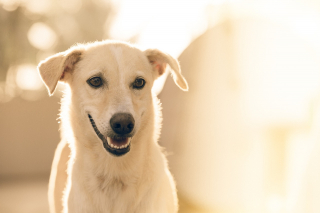Illustration de l'article : 15 informations au sujet des chiens pour que vous les aimiez encore plus