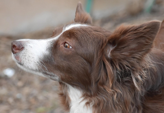 Illustration de l'article : 15 informations au sujet des chiens pour que vous les aimiez encore plus
