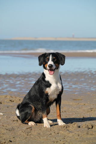Illustration de l'article : 15 informations au sujet des chiens pour que vous les aimiez encore plus