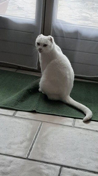 Illustration de l'article : Après 7 ans d'attente au refuge, une chatte âgée qui craint le contact humain prend un nouveau départ dans un foyer aimant