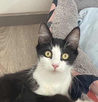 Illustration de l'article : Dans la rue, elle s’est battue pour ses 5 chatons, jusqu’à ce qu’on lui offre enfin un peu de répit