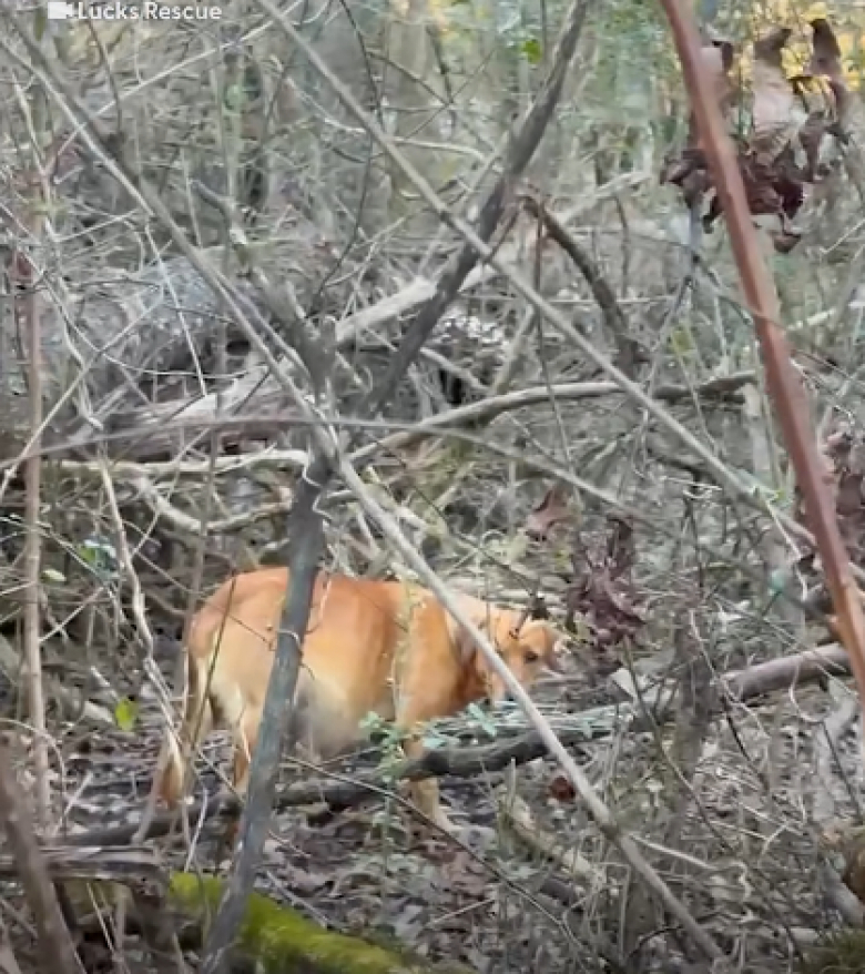 Illustration de l'article : Une chienne enceinte et abandonnée dans les bois est sauvée par une association qui lui offre un endroit sécurisant pour accoucher (vidéo)