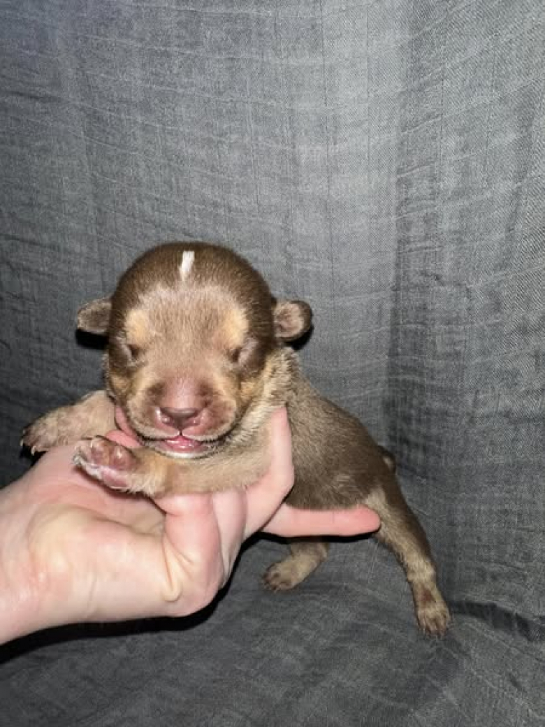 Illustration de l'article : Après avoir sauvé un chiot, cette femme découvre sa véritable vocation et crée sa propre association