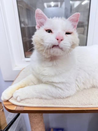 Illustration de l'article : Ce chat avec des problèmes dentaires, vivait dans la rue, blessé et sale, jusqu’à ce qu’un sourire lors d’une séance photo change tout
