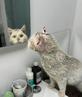 Illustration de l'article : Ce chat avec des problèmes dentaires, vivait dans la rue, blessé et sale, jusqu’à ce qu’un sourire lors d’une séance photo change tout