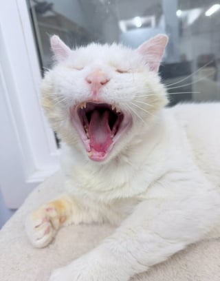 Illustration de l'article : Ce chat avec des problèmes dentaires, vivait dans la rue, blessé et sale, jusqu’à ce qu’un sourire lors d’une séance photo change tout