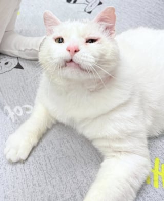 Illustration de l'article : Ce chat avec des problèmes dentaires, vivait dans la rue, blessé et sale, jusqu’à ce qu’un sourire lors d’une séance photo change tout