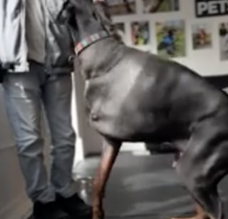 Illustration de l'article : Un chien perd sa patte à cause d’un cancer foudroyant et retrouve sa mobilité grâce à un prothèse issue des dernières technologies (vidéo)