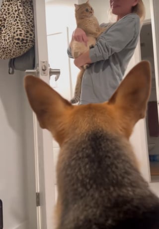 Illustration de l'article : Ils ne pouvaient pas se voir au début, mais ce chien et ce chat ont fini par tisser une vraie amitié (vidéo)