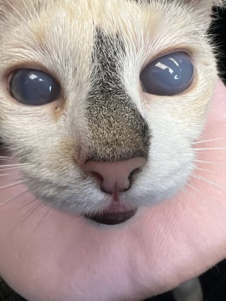 Illustration de l'article : Après avoir perdu ses deux yeux, cette chatte prouve qu’on peut encore avancer dans le noir