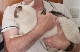 Illustration de l'article : Un chat rentre auprès de sa famille après 2 ans d'absence grâce à la présence d'esprit d'un habitant qu'il visitait régulièrement