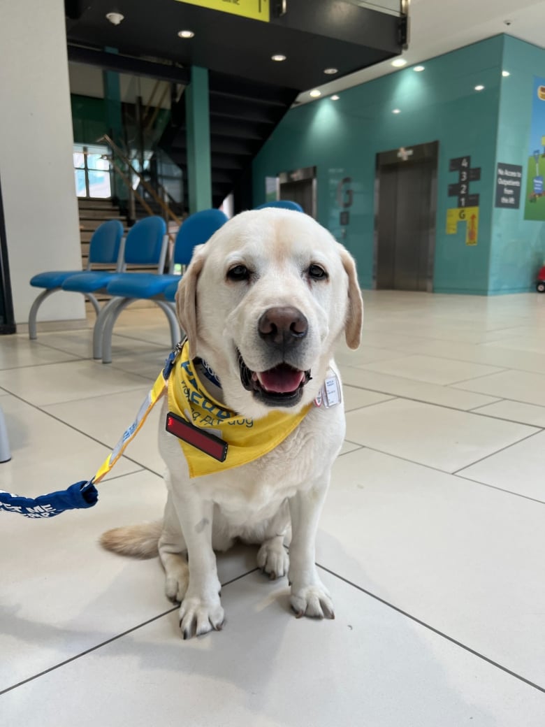 Illustration de l'article : Une chienne de thérapie célèbre son départ à la retraite après 8 années de bons et loyaux services