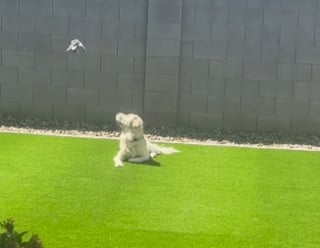Illustration de l'article : Agacé par les assauts incessants d'un oiseau sur son ami, un Golden Retriever décide de voler à son secours (vidéo)