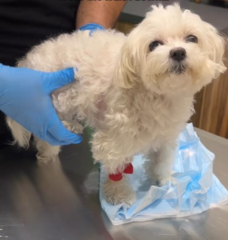 Illustration de l'article : Après 2 ans à combattre sa paralysie, cette chienne savoure enfin sa victoire