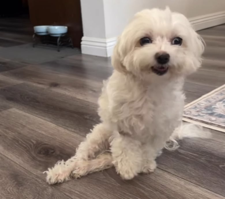 Illustration de l'article : Après 2 ans à combattre sa paralysie, cette chienne savoure enfin sa victoire