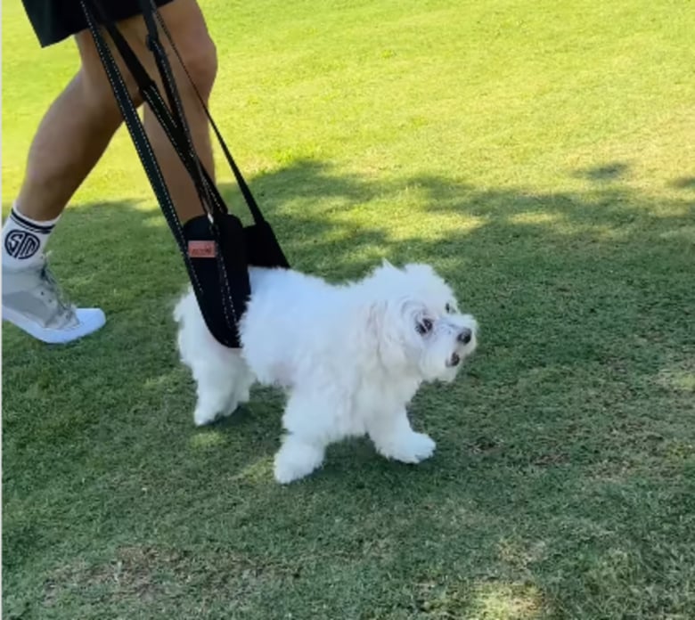 Illustration de l'article : Après 2 ans à combattre sa paralysie, cette chienne savoure enfin sa victoire