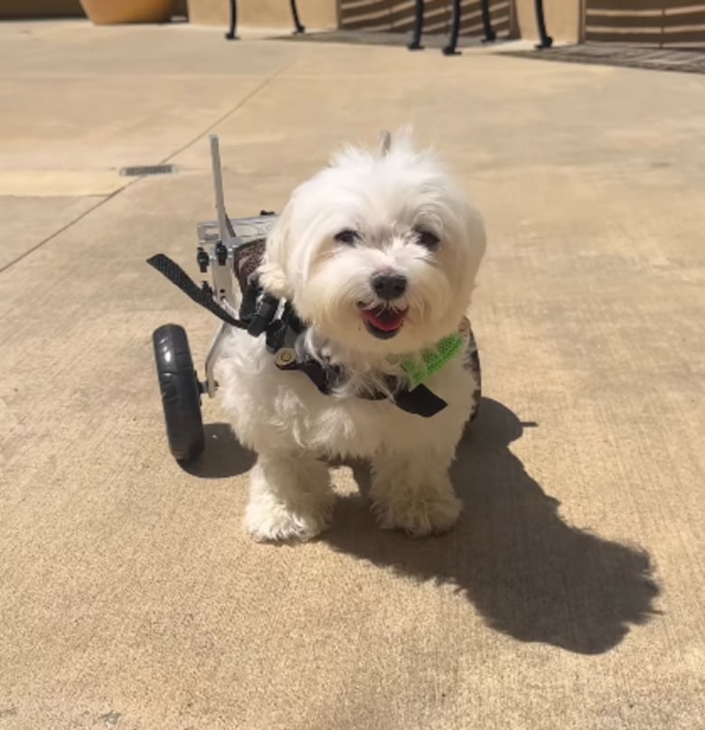 Illustration de l'article : Après 2 ans à combattre sa paralysie, cette chienne savoure enfin sa victoire