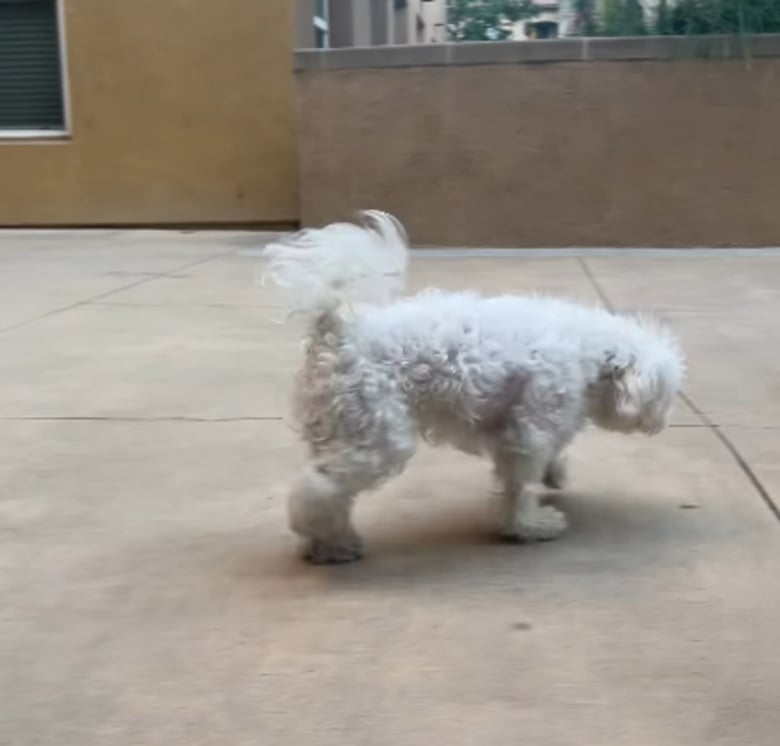 Illustration de l'article : Après 2 ans à combattre sa paralysie, cette chienne savoure enfin sa victoire