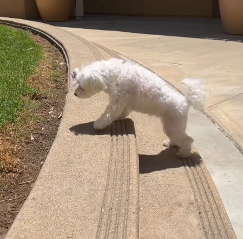 Illustration de l'article : Après 2 ans à combattre sa paralysie, cette chienne savoure enfin sa victoire