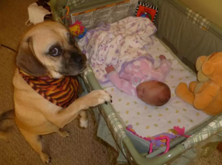 Illustration de l'article : 16 photos attendrissantes de chiens qui se montrent tendres avec des nouveau-nés
