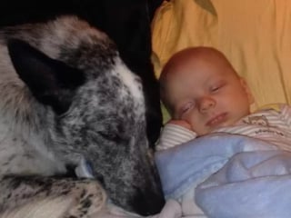 Illustration de l'article : 16 photos attendrissantes de chiens qui se montrent tendres avec des nouveau-nés