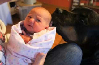 Illustration de l'article : 16 photos attendrissantes de chiens qui se montrent tendres avec des nouveau-nés