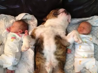 Illustration de l'article : 16 photos attendrissantes de chiens qui se montrent tendres avec des nouveau-nés