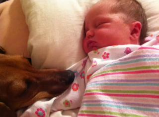 Illustration de l'article : 16 photos attendrissantes de chiens qui se montrent tendres avec des nouveau-nés